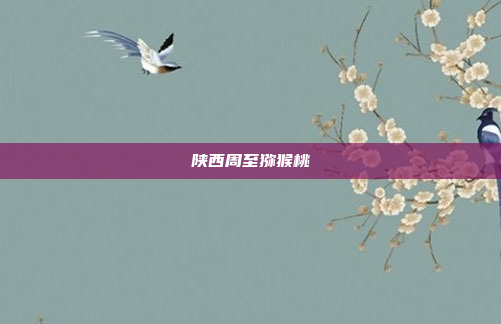 陕西周至猕猴桃